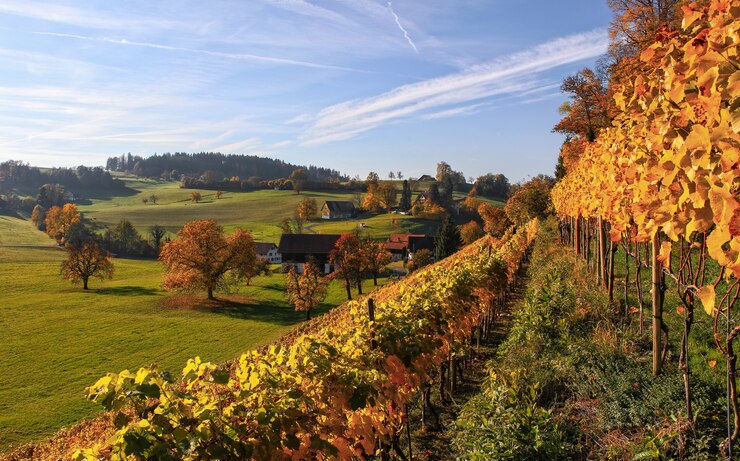 yellow-leaf-plant-lot-near-green-field-daytime_422131-66
